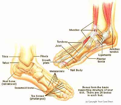 Foot Shoes on Source The Foot Health Foundation Of America For More Inforamtion